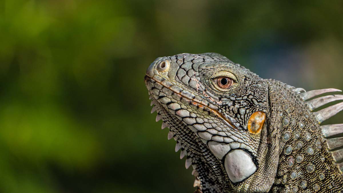 ein zweiter iguana in der bahia bar