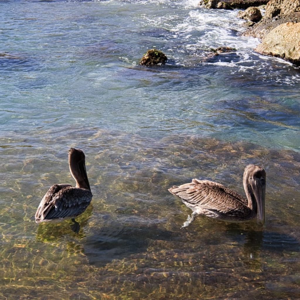 playa piskado 15