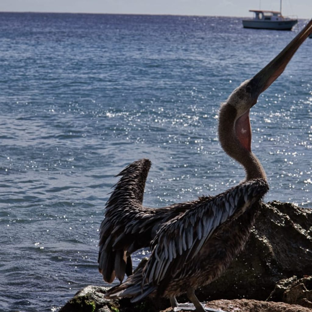 playa piskado 113